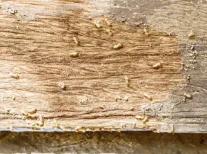Termites are among the most destructive pests that can infest a home or building.
