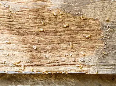 Termites are among the most destructive pests that can infest a home or building.