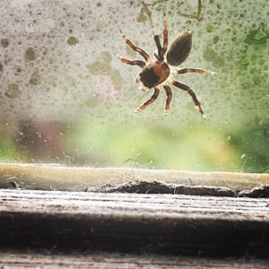 Spider web in the corner of a room, highlighting the presence of spiders.