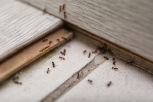 Ant Pest Control & Spider Pest Control