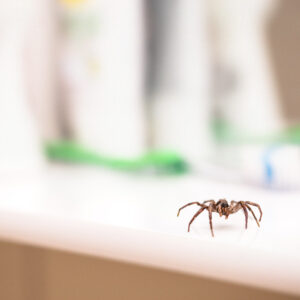 Ant Pest Control & Spider Pest Control